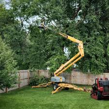 How Our Tree Care Process Works  in Hilton, NY